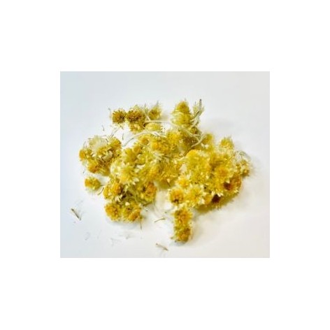 Organic dry plant, Helichrysum-Immortelle
